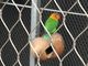 Knotted Stainless Steel Aviary Mesh Poultry Netting Zoo Animal Rope Mesh