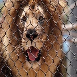 Anti grillage acéré de zoo de l'acier inoxydable 304 pour la maille de clôture protectrice de lion d'animaux